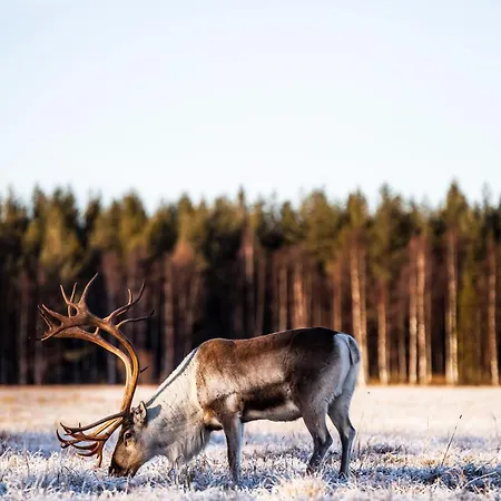 Rytiniemen Rantamoekki *
