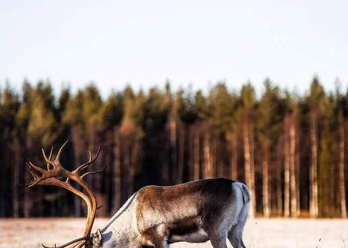 Rytiniemen Rantamoekki *